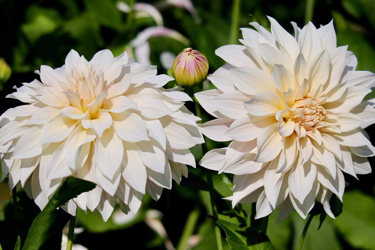 Beautiful flowers