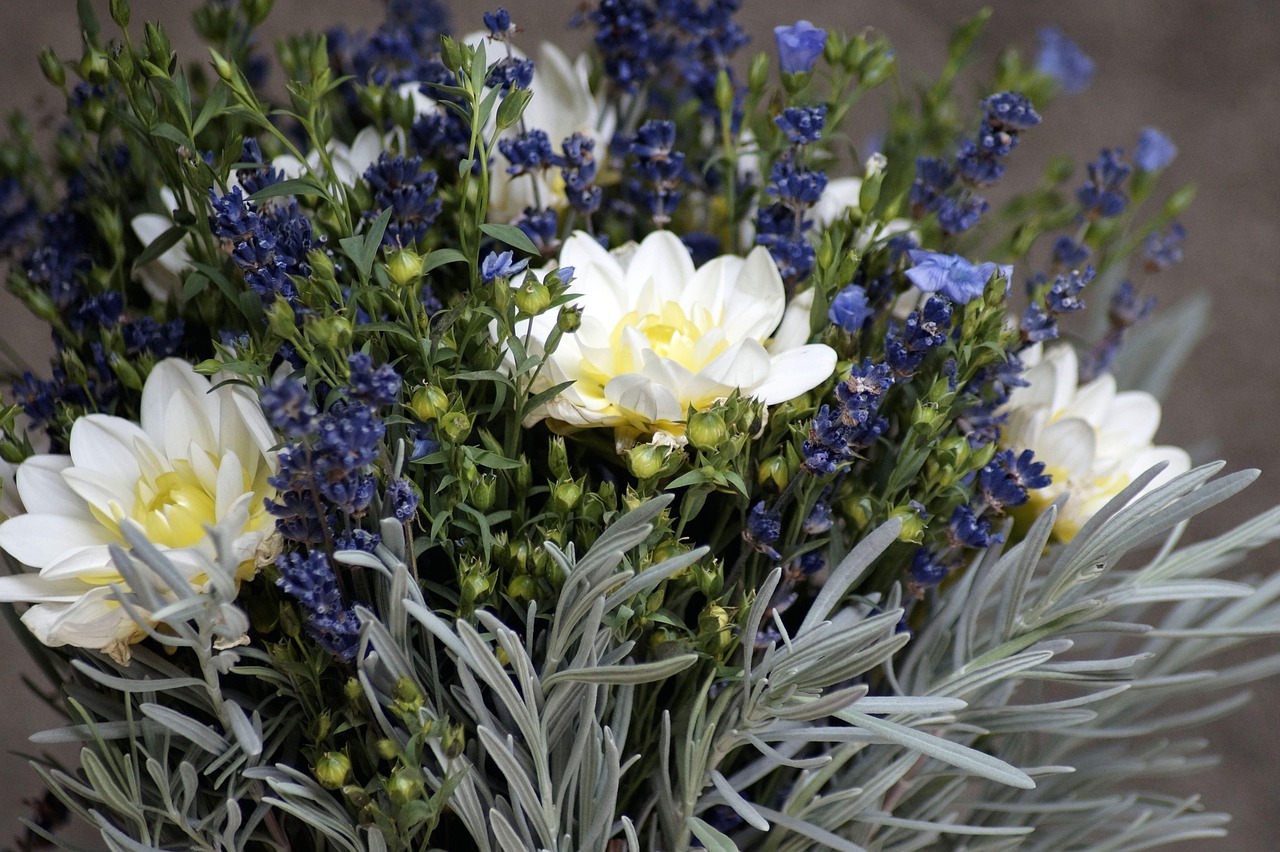 Lavender Dreams