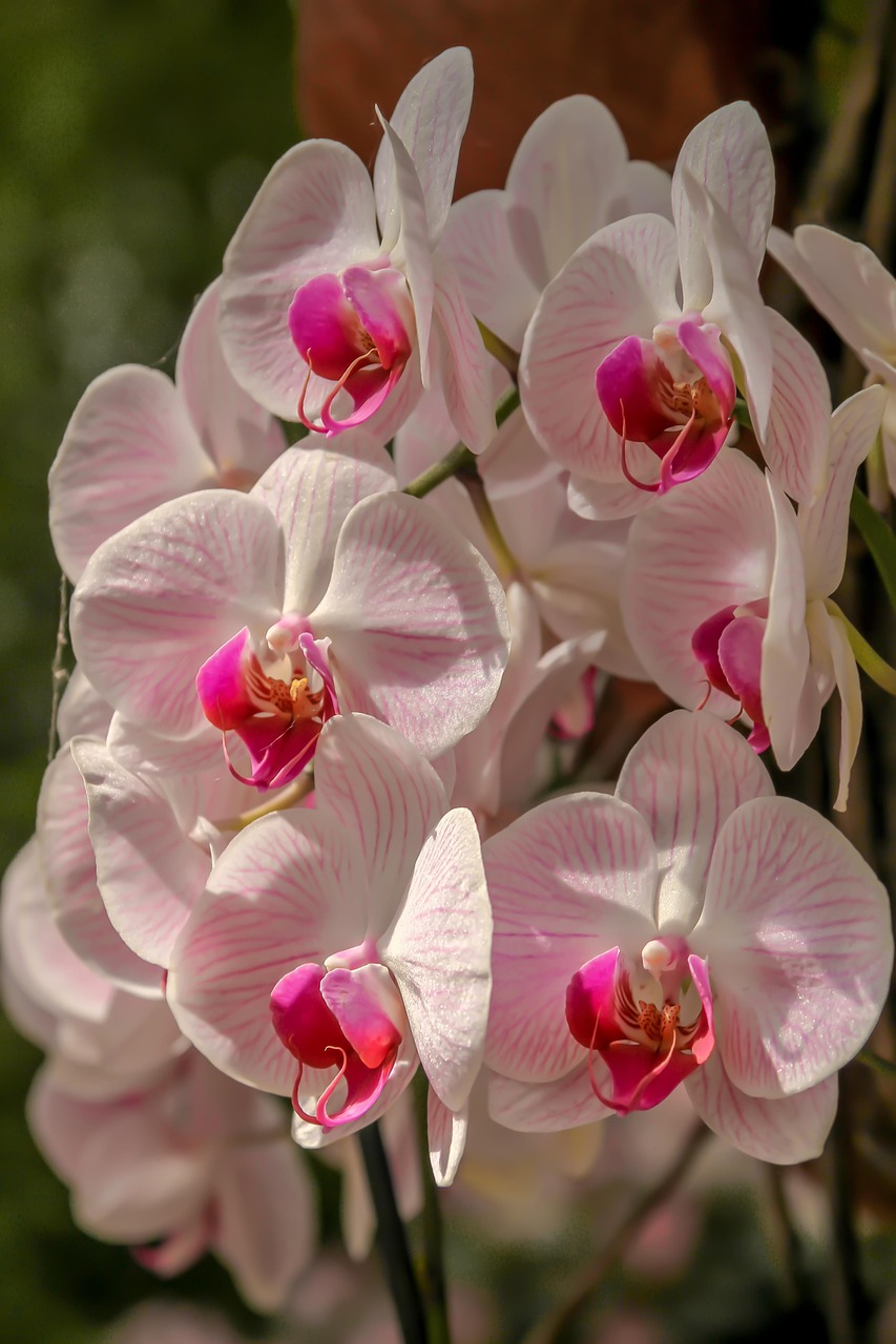 Elegant Orchid Plant
