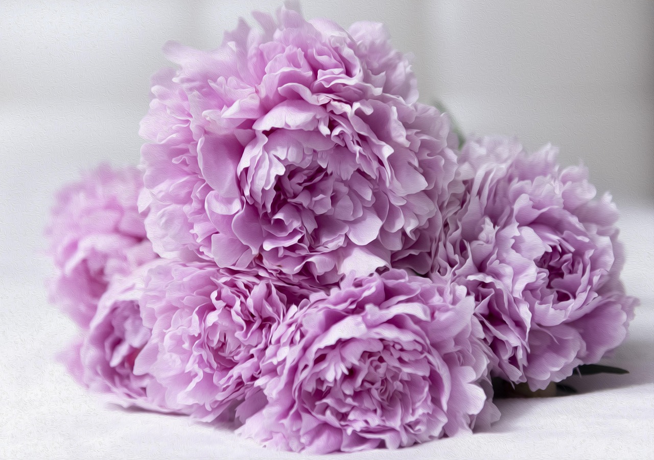 Peony Paradise