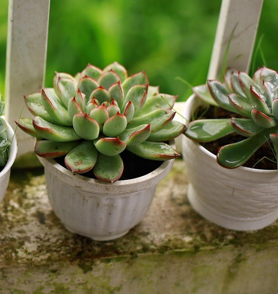 Succulent Garden